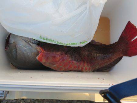 千津丸 釣果