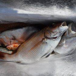 遊漁船 幸友丸 釣果