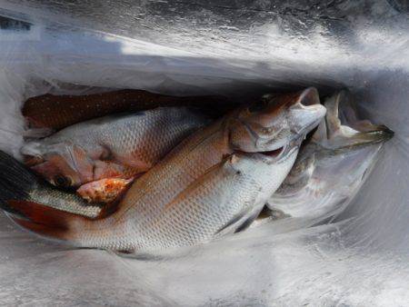 遊漁船 幸友丸 釣果