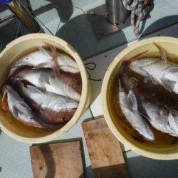 遊漁船 幸友丸 釣果