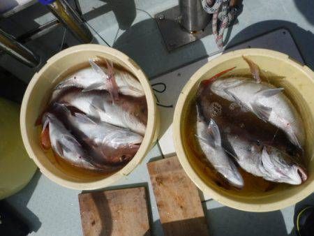 遊漁船 幸友丸 釣果