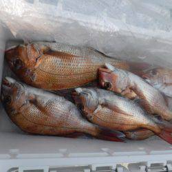 遊漁船 幸友丸 釣果