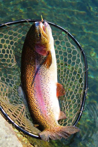 小菅トラウトガーデン 釣果