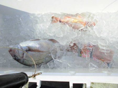 大進丸(新潟) 釣果