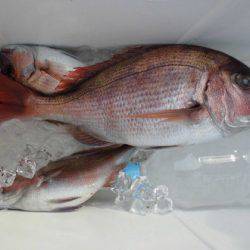 大進丸(新潟) 釣果