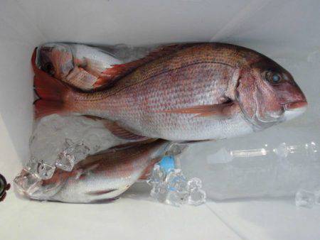 大進丸(新潟) 釣果