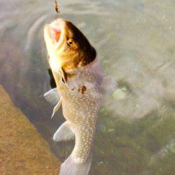 小菅トラウトガーデン 釣果