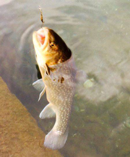 小菅トラウトガーデン 釣果