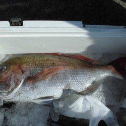 大進丸（新潟） 釣果