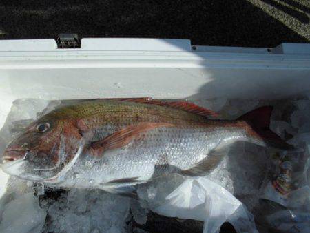 大進丸（新潟） 釣果