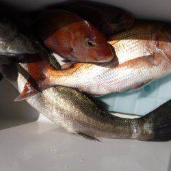 遊漁船 幸友丸 釣果