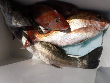 遊漁船 幸友丸 釣果