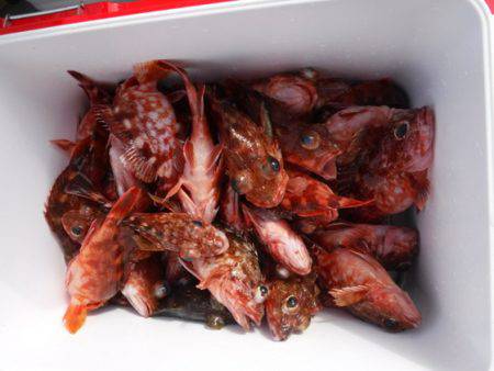 遊漁船 幸友丸 釣果