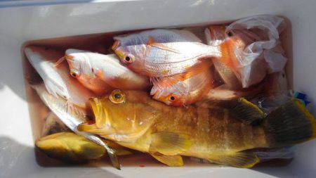 遊漁船 新鋭丸 釣果
