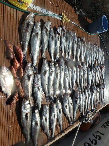 美里丸 釣果