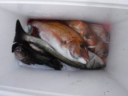 遊漁船 幸友丸 釣果