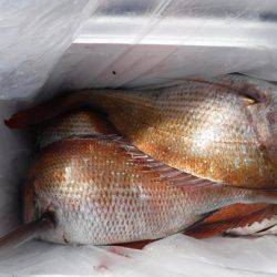 遊漁船 幸友丸 釣果