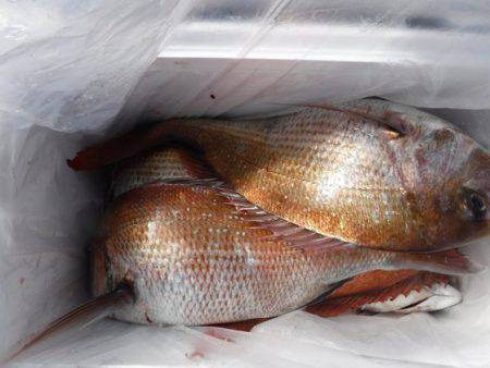 遊漁船 幸友丸 釣果