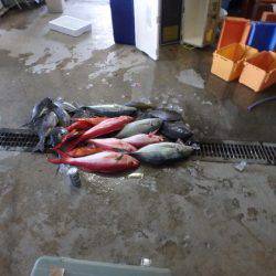 フィッシングハウス伊藤 釣果