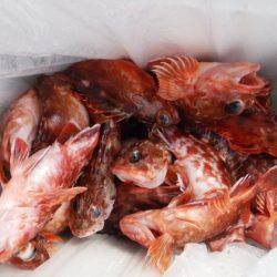 遊漁船 幸友丸 釣果