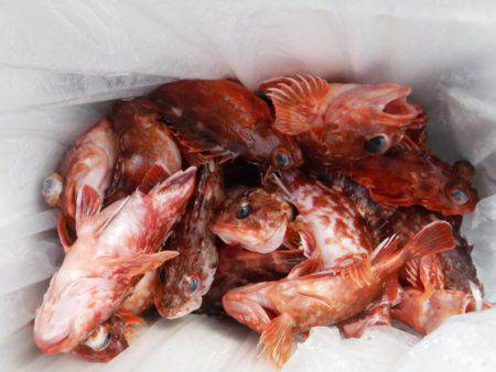 遊漁船 幸友丸 釣果