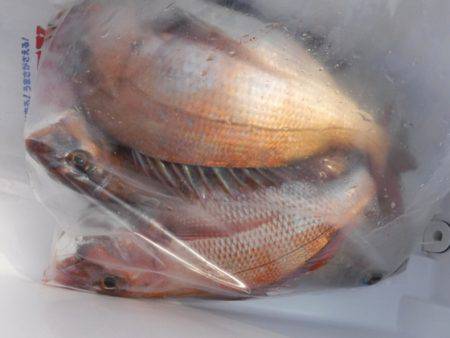 遊漁船 幸友丸 釣果