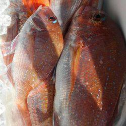 遊漁船 新鋭丸 釣果