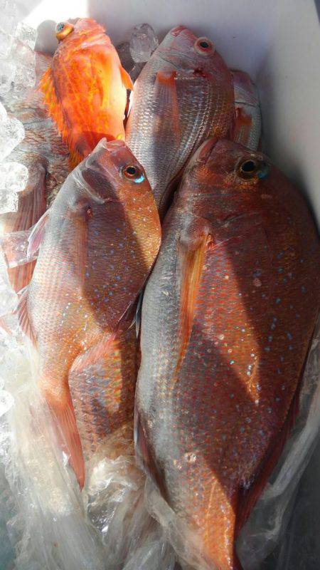 遊漁船 新鋭丸 釣果