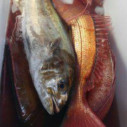 遊漁船 新鋭丸 釣果