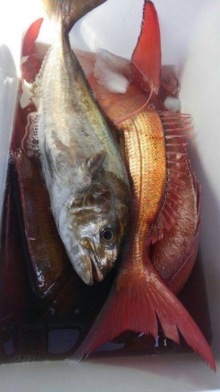 遊漁船 新鋭丸 釣果