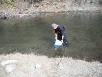 秩父フライフィールド 釣果