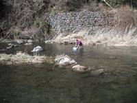 秩父フライフィールド 釣果