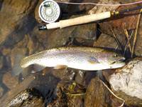 秩父フライフィールド 釣果