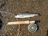 秩父フライフィールド 釣果