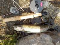 秩父フライフィールド 釣果