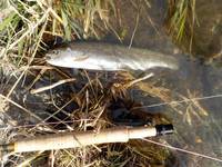 秩父フライフィールド 釣果