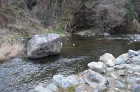 秩父フライフィールド 釣果