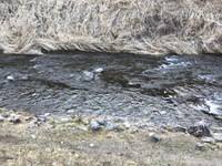 秩父フライフィールド 釣果