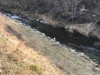 秩父フライフィールド 釣果