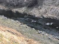 秩父フライフィールド 釣果