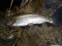 秩父フライフィールド 釣果