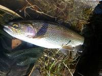 秩父フライフィールド 釣果