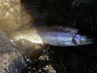 秩父フライフィールド 釣果