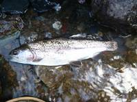 秩父フライフィールド 釣果