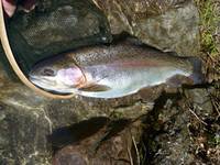 秩父フライフィールド 釣果