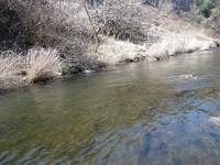 秩父フライフィールド 釣果