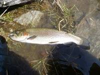 秩父フライフィールド 釣果