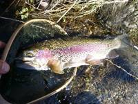 秩父フライフィールド 釣果