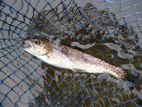 秩父フライフィールド 釣果