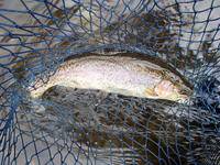 秩父フライフィールド 釣果